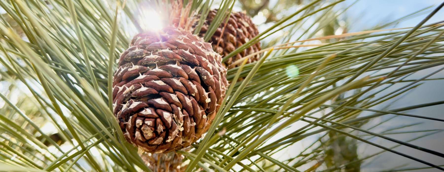 pine cones on a tree
