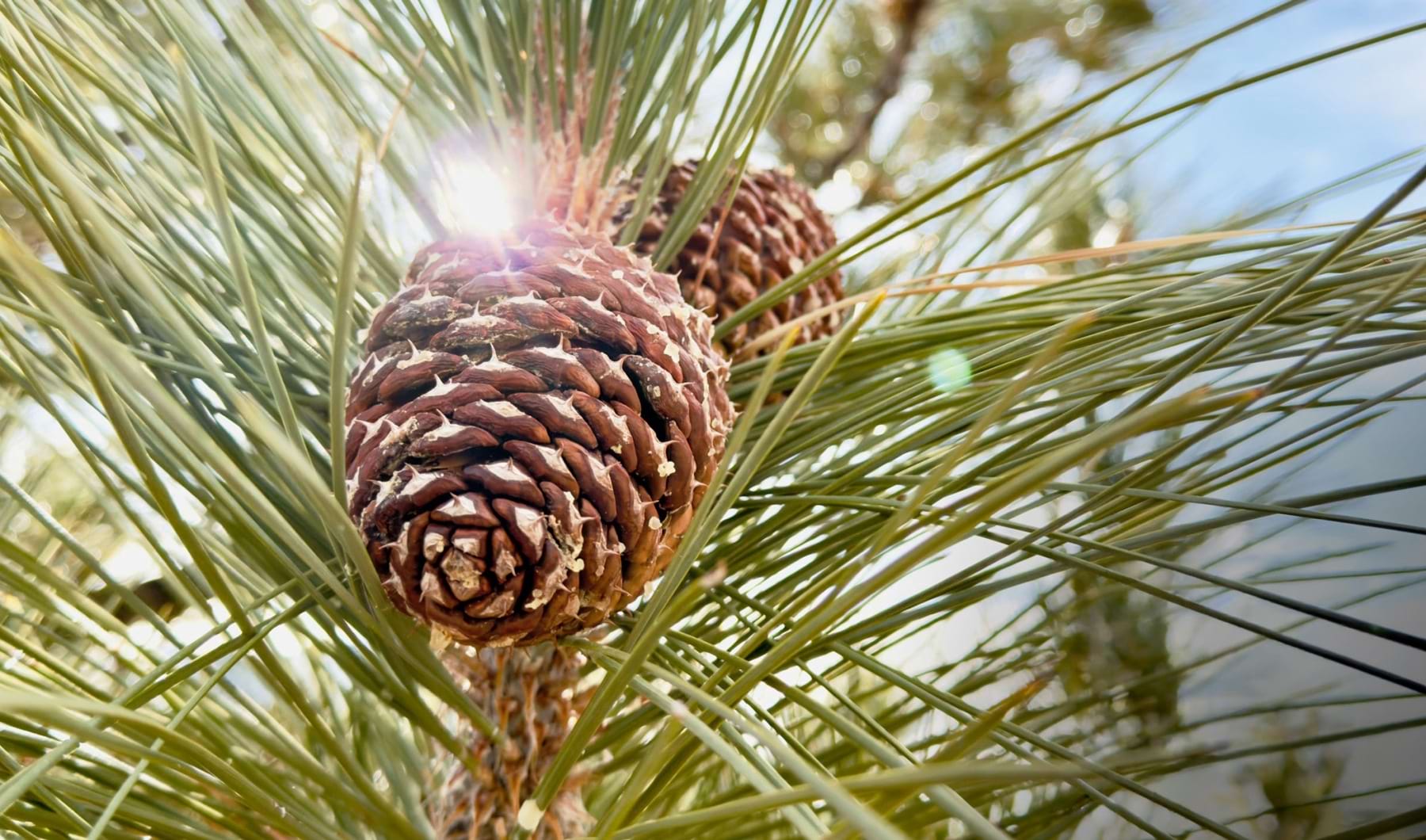 pine cones on a tree